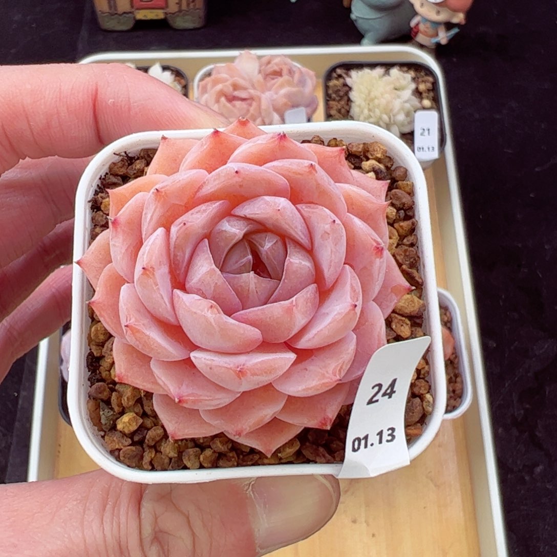 寒桃24、哈哈哈哈