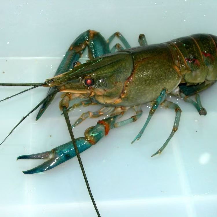 【澳洲小蓝龙】鲜活同城小时达到家 称重发货