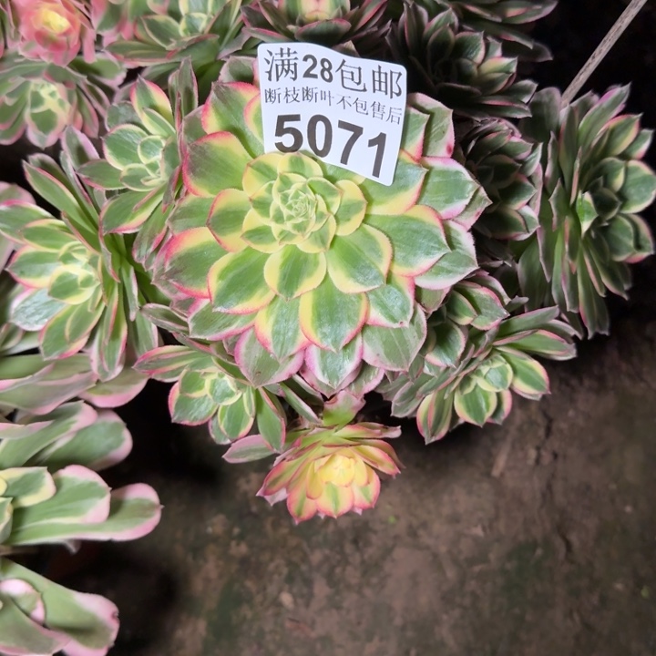 5071海王多肉植物