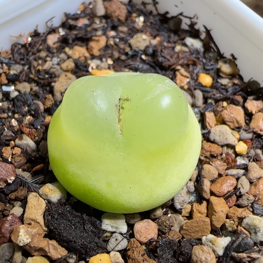 多肉植物拉登2公分5号