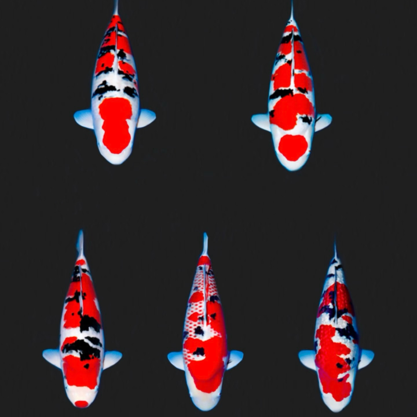 （实物以直播间为准一物一拍）锦鲤精品锦鲤观赏鱼红白三色冷水好养