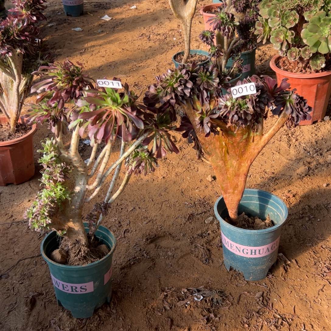 有伤两颗010.011欧紫，黑缀