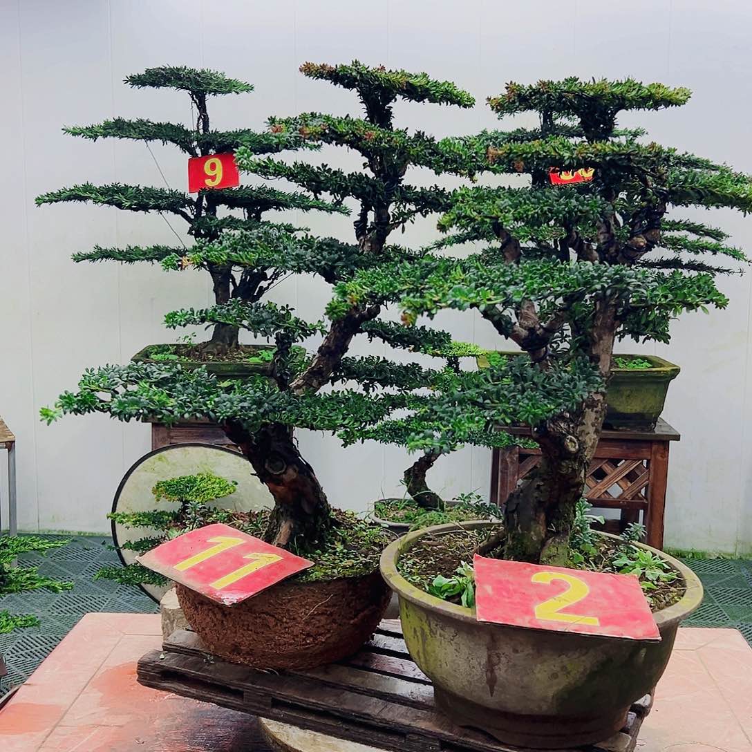 不开花植物罗汉松