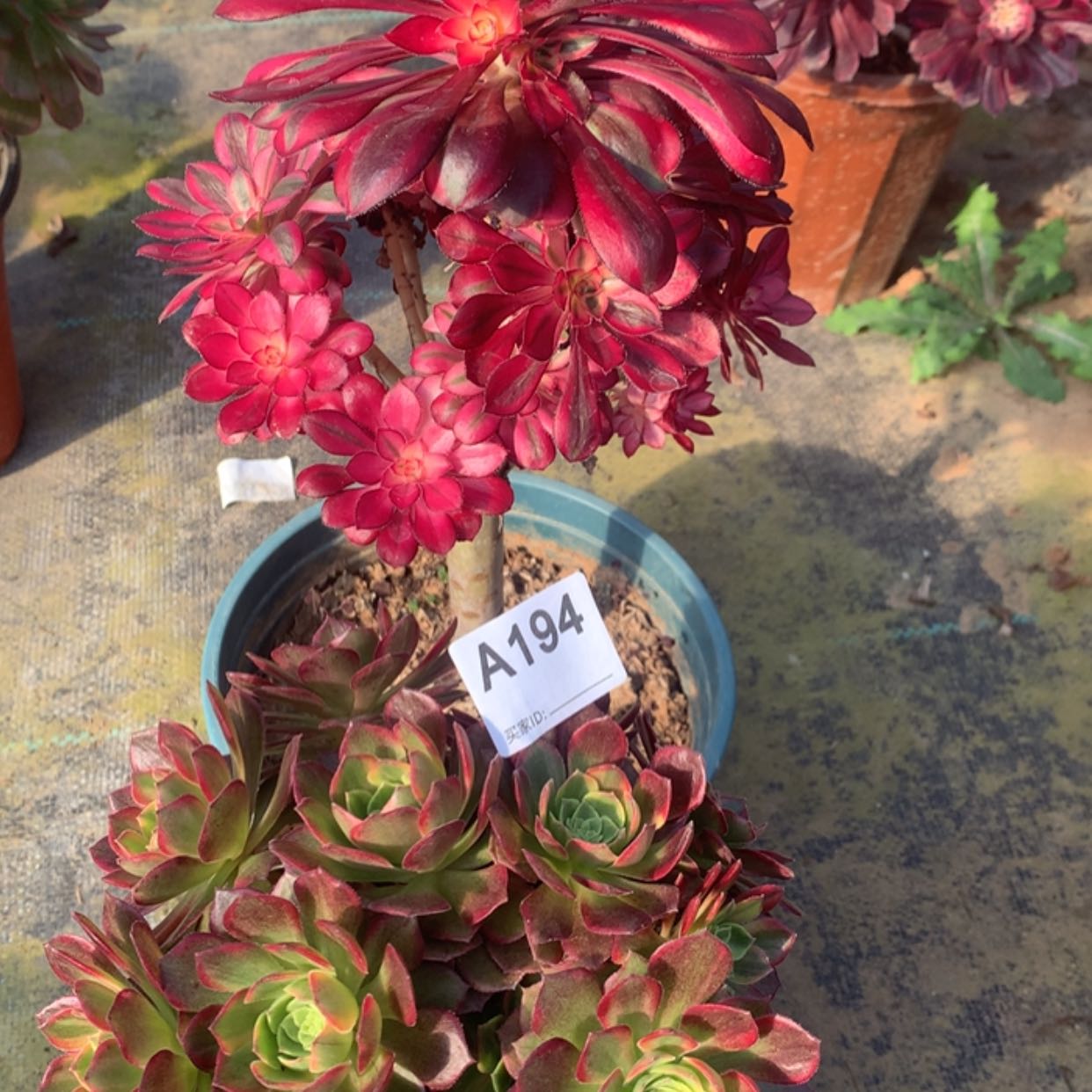 【闪购商品】194.195组合