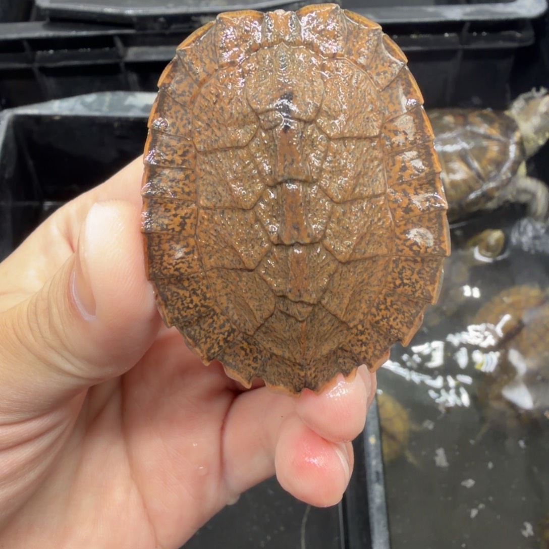 宠物龟不分公母齿缘