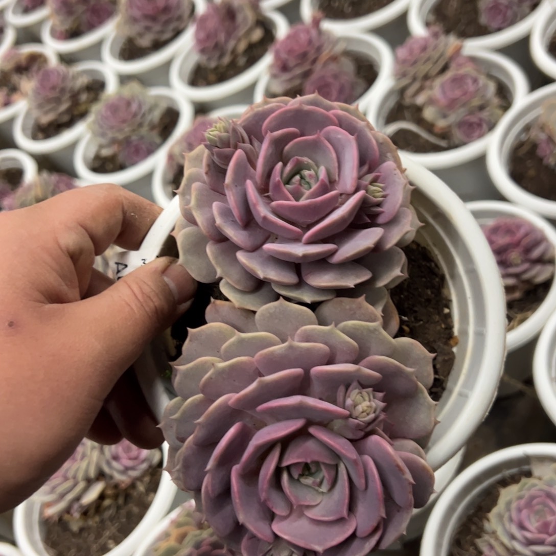 粉蝶双头起发整桩