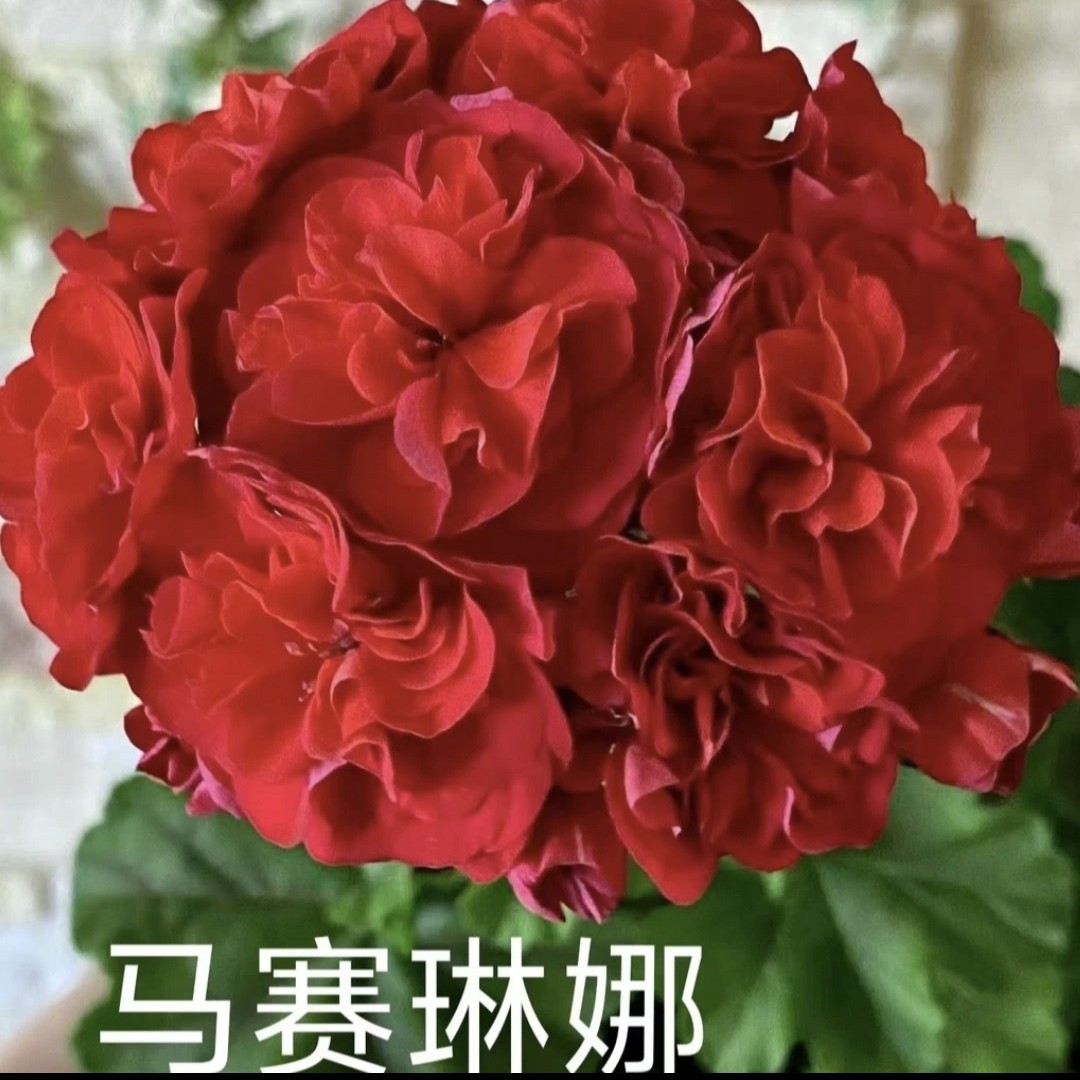 马赛琳娜.进口重瓣天竺葵