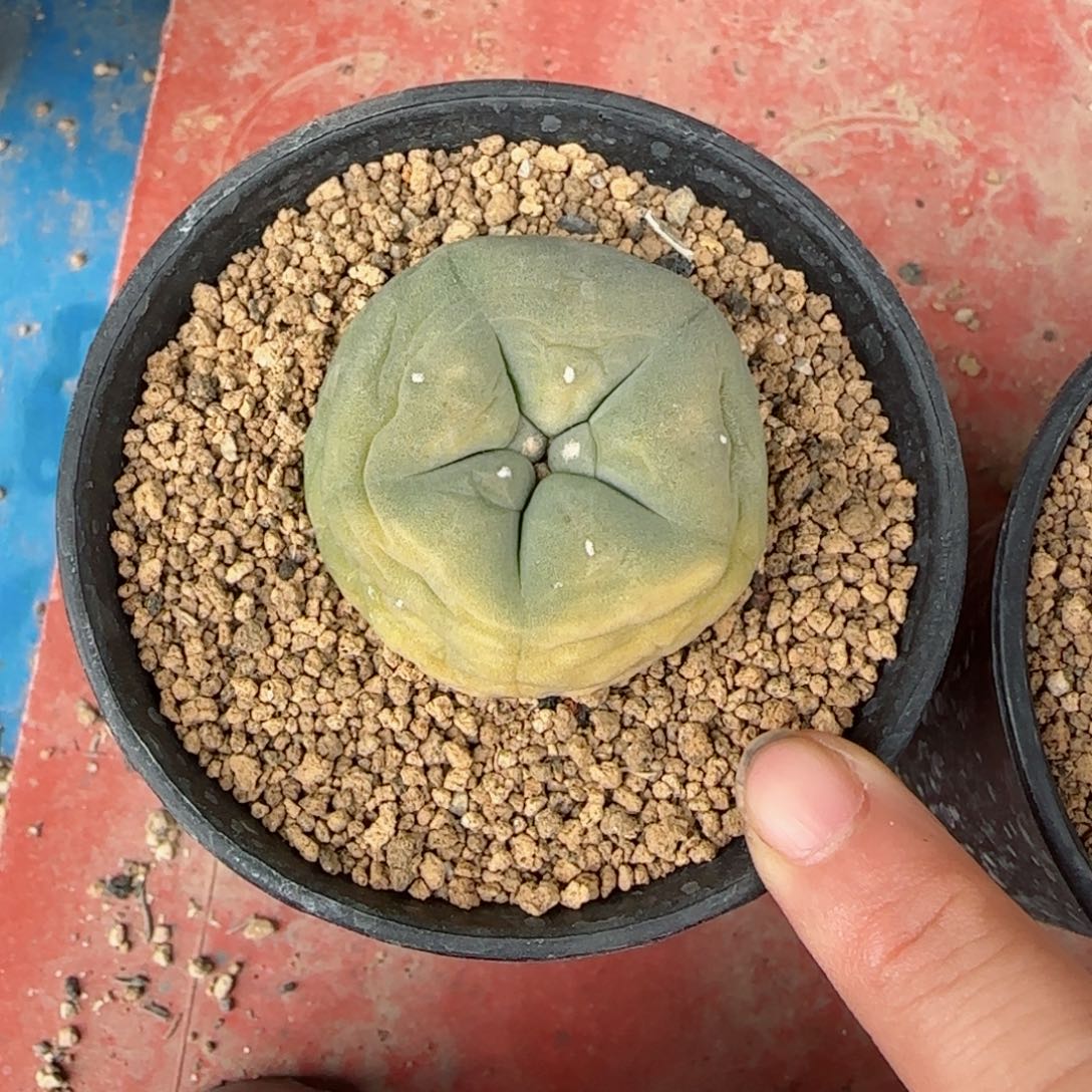 613实生奶翠草球多肉