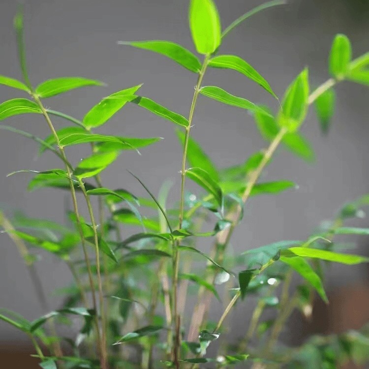一物一拍红观音竹盆栽绿植盆景花卉室内外好养