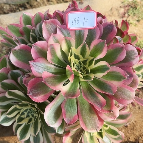 多肉植物白凤696号