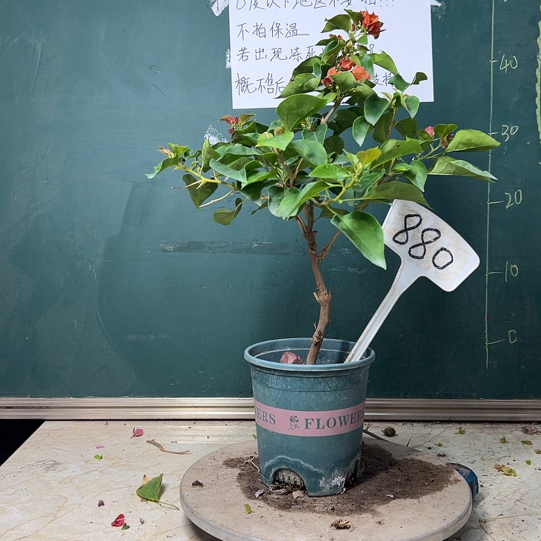 完全开放 福利 落日  880