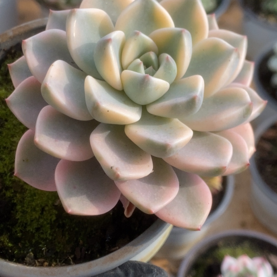 293红粉佳人锦锦锦锦锦