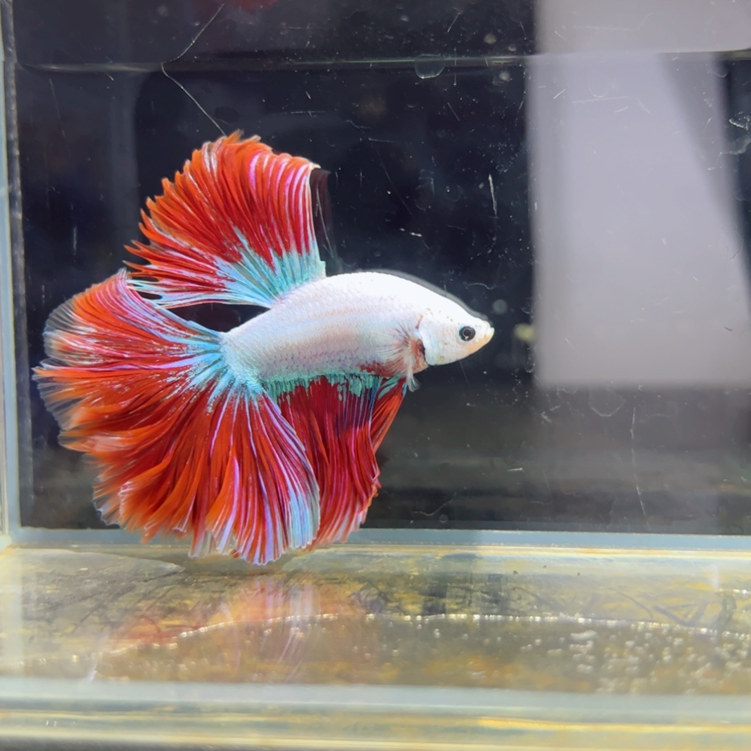 斗鱼浅色特殊尾hhhh