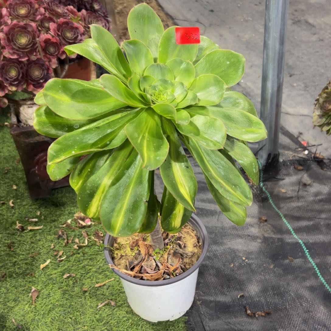 332炖肉植物发货绿