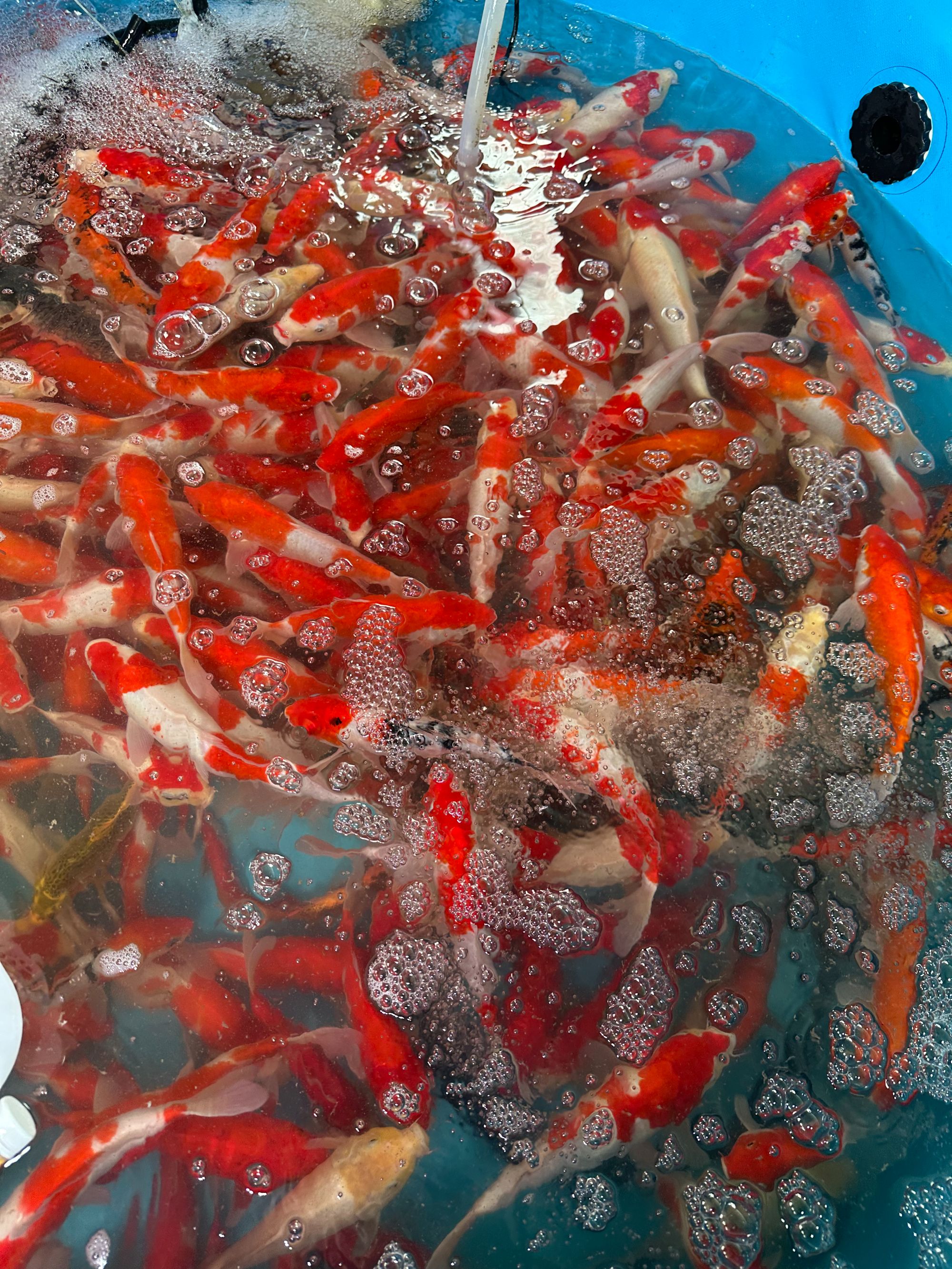 金鱼锦鲫冷水鱼批发耐活包邮观赏鱼金鱼小金鱼金鱼观赏鱼耐活