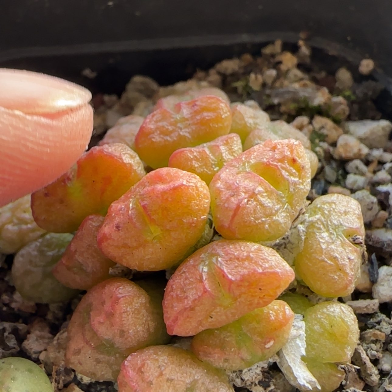 【闪购商品】8297     