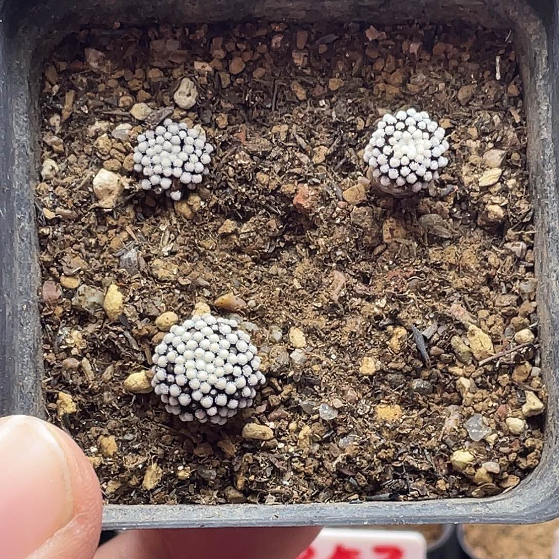 实生3颗正版松针牡丹仙人球