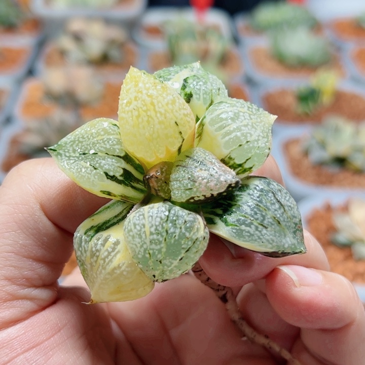 十二卷多肉大久保锦