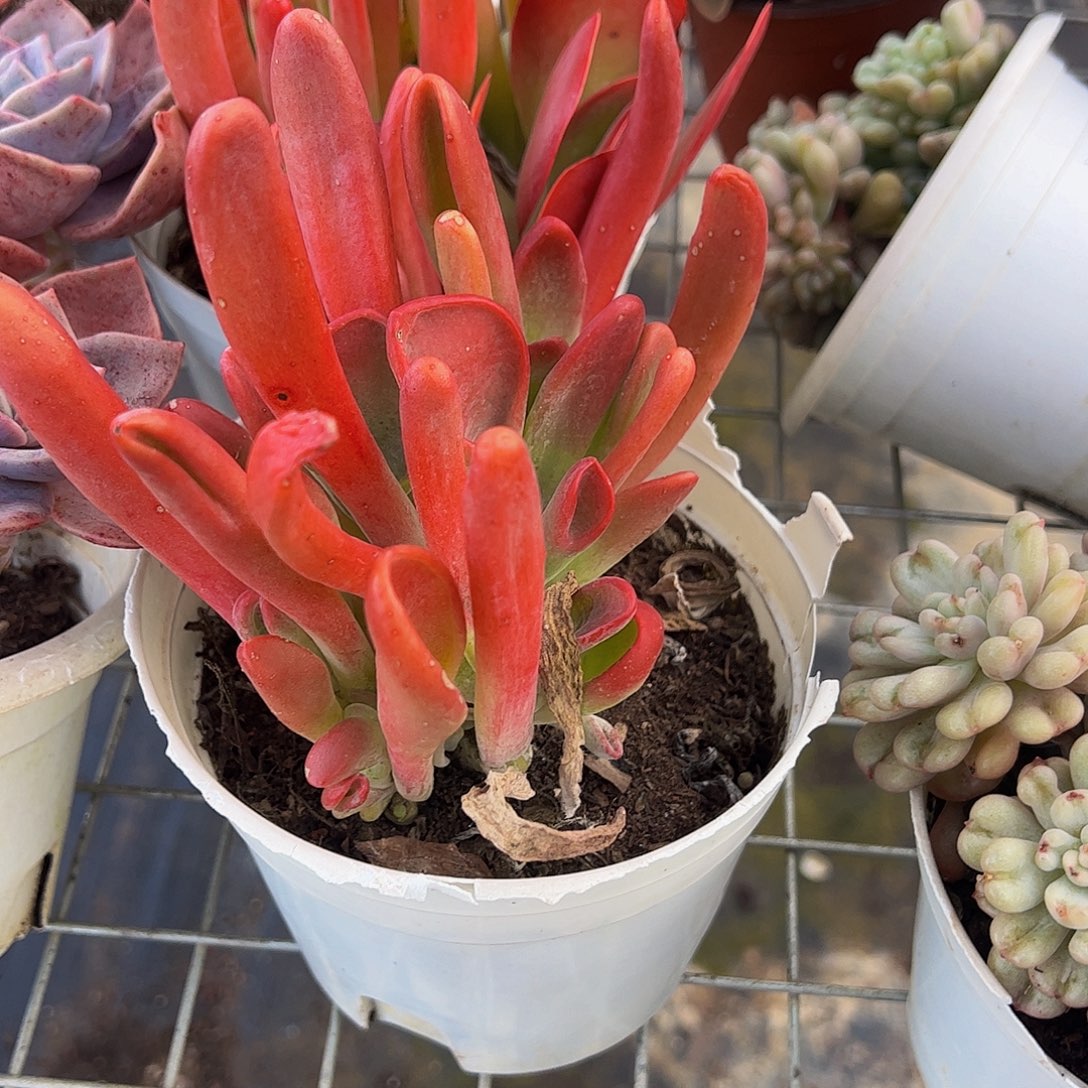 火狐狸多头群生老桩特价二盆