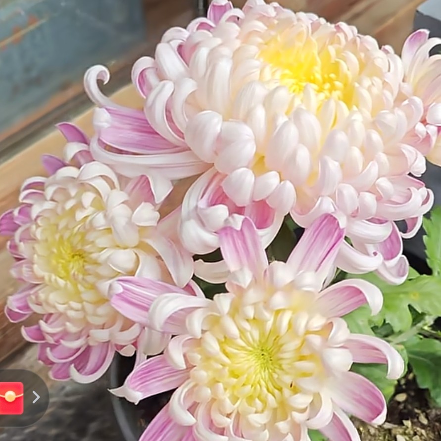 【国华圣者】老桩棒棒糖九月大菊花耐寒耐热