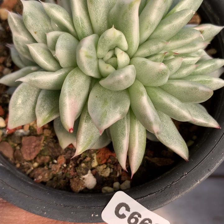 c669一物一拍多肉植物
