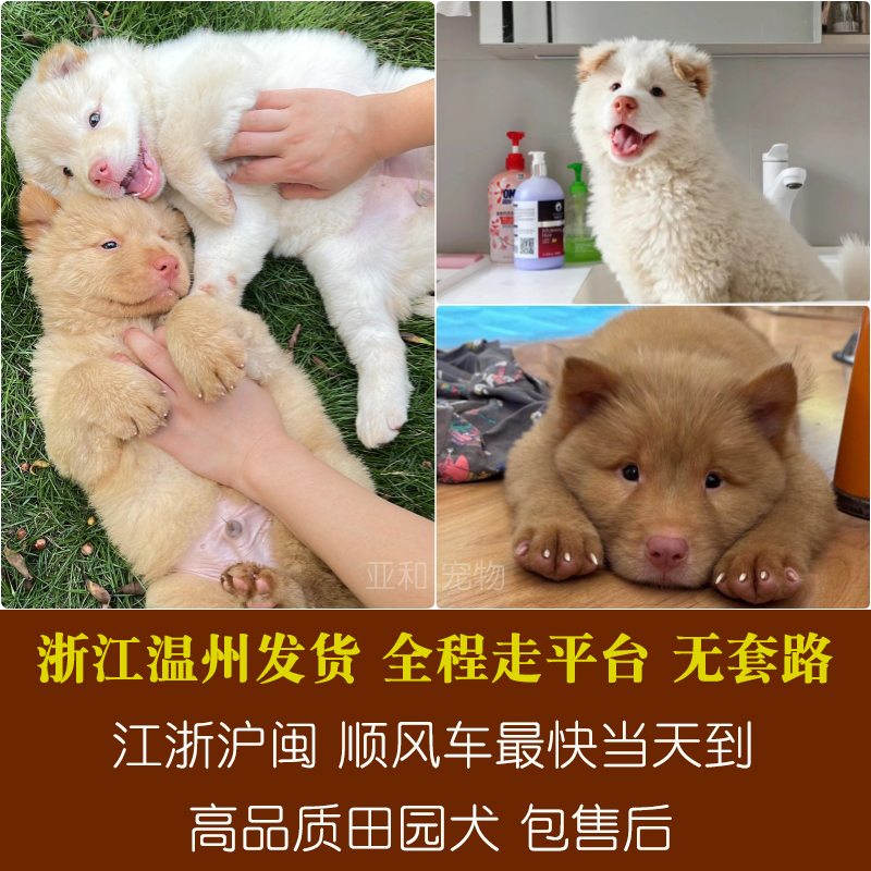 纯种白土松五黑熊版幼犬狗黄狗白面山牛红依依族长寻狗中华田园犬