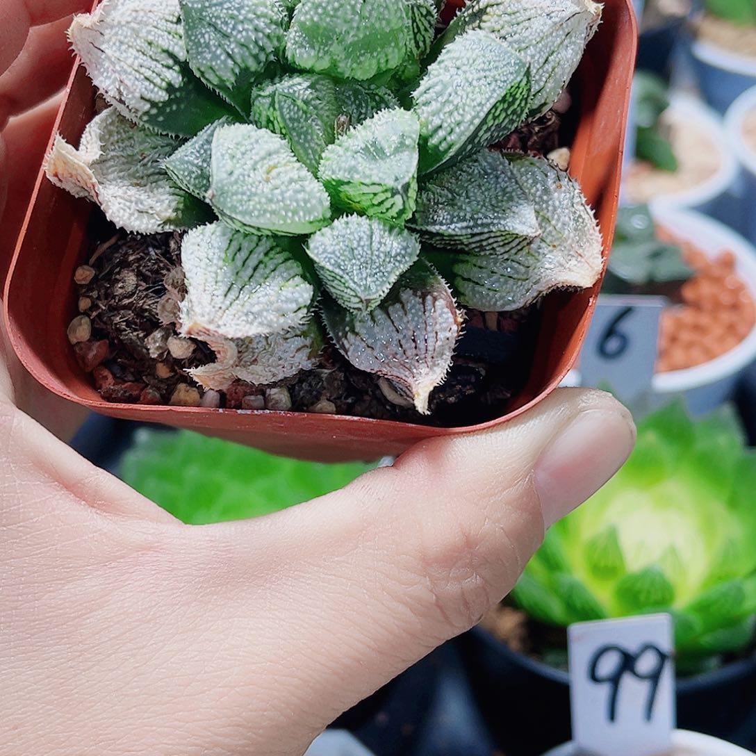 天使兽精品十二卷