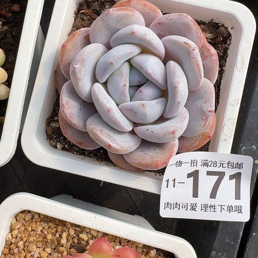 石榴籽无盆土发货无盆土发货无