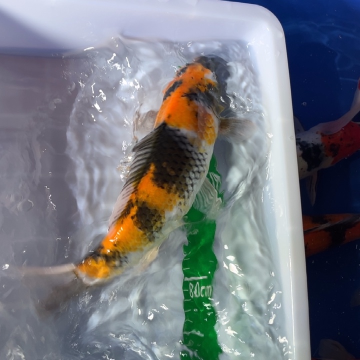 锦鲤锦鲤红白昭和