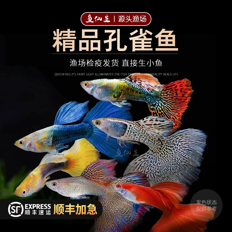孔雀鱼纯种活体热带野生斑马鱼灯科鱼金鱼苗淡水新手孔雀鱼观赏鱼