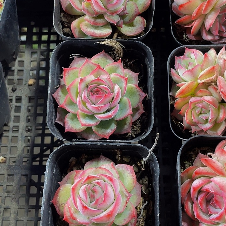 10颗6.5方一组单头侧影10盆