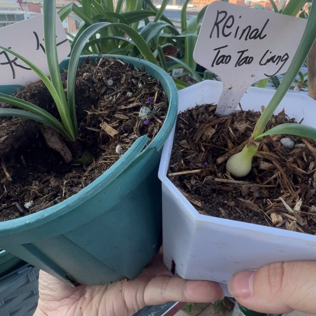 S孤挺花园 Reinal 1.2cm  组合天仁1.5cm+