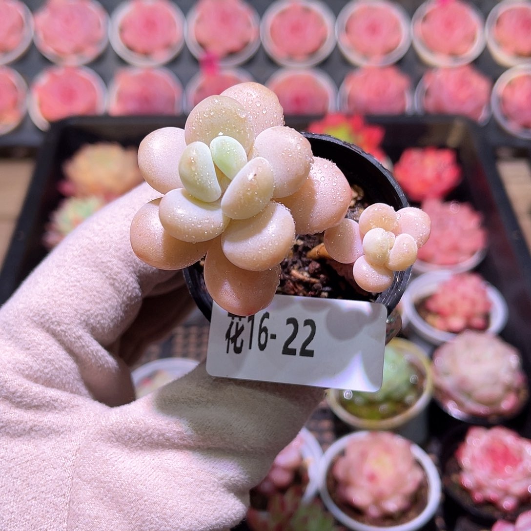 花利美16-22洛神带仔