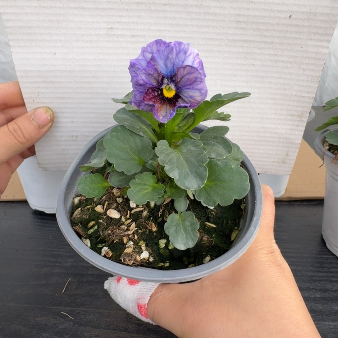 全部花朵282号角堇