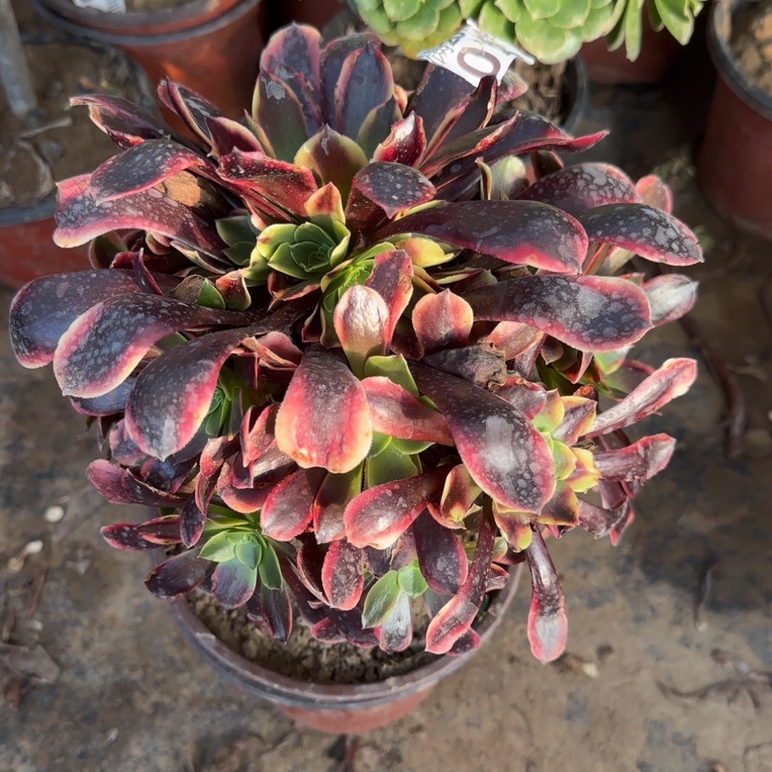 欧佳丽028满20包邮断枝不包