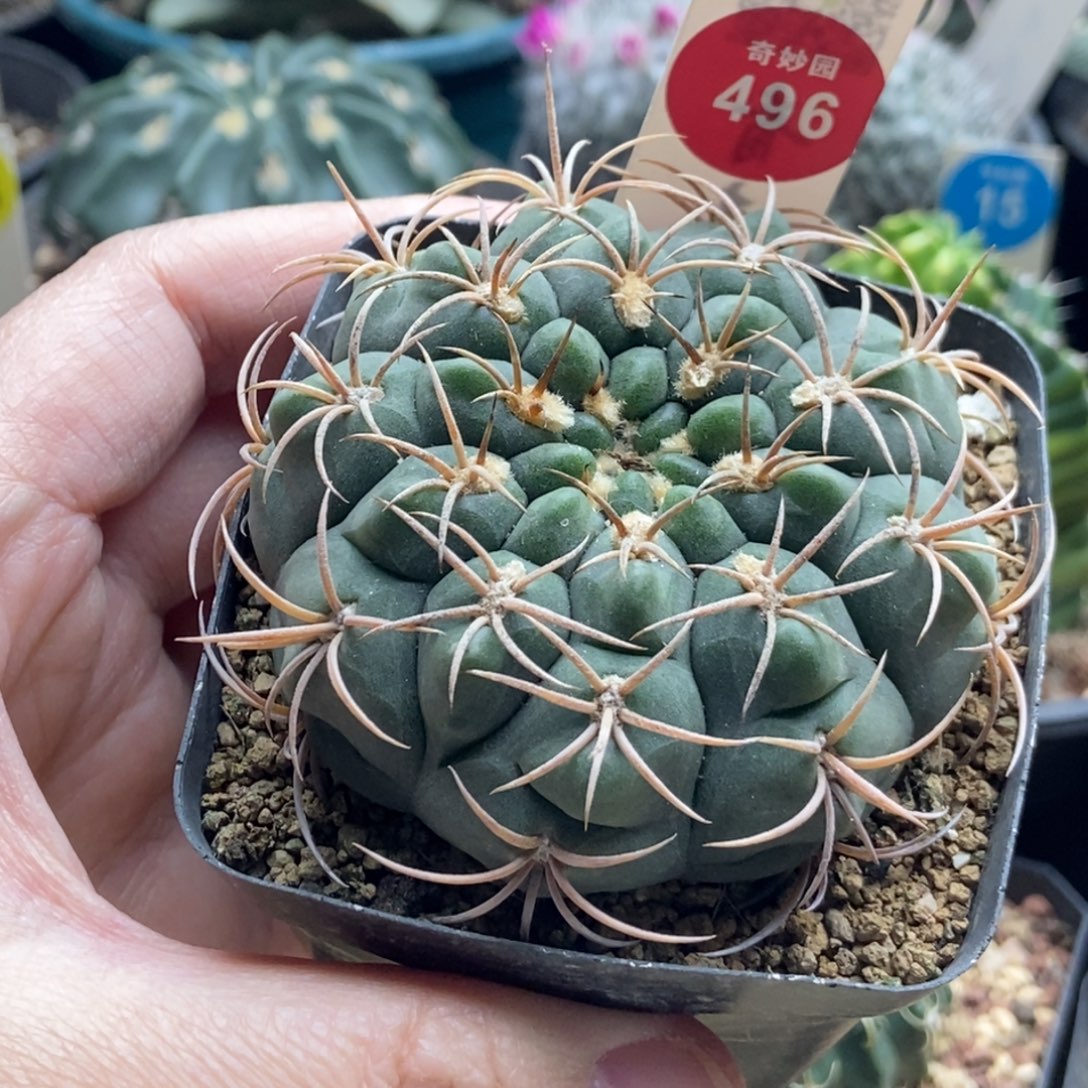 实生火东球6.7cm一棵仙人球