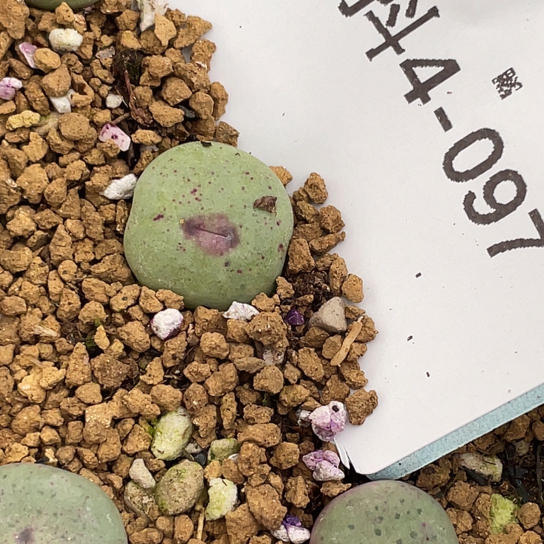 逗***逗4-97肉锥多肉植物