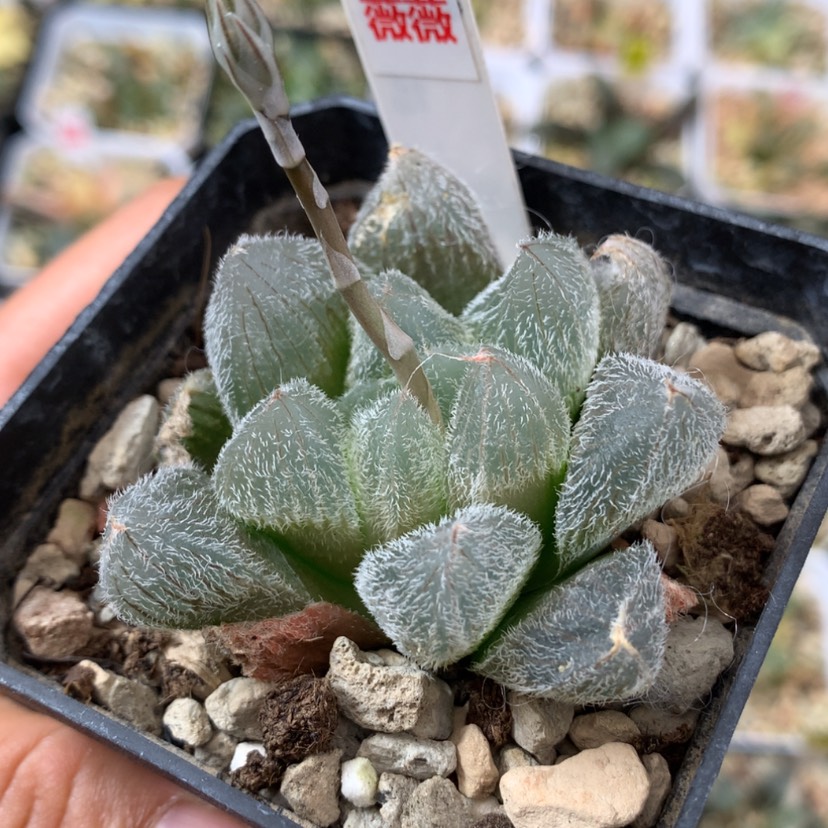 【闪购商品】249梦露