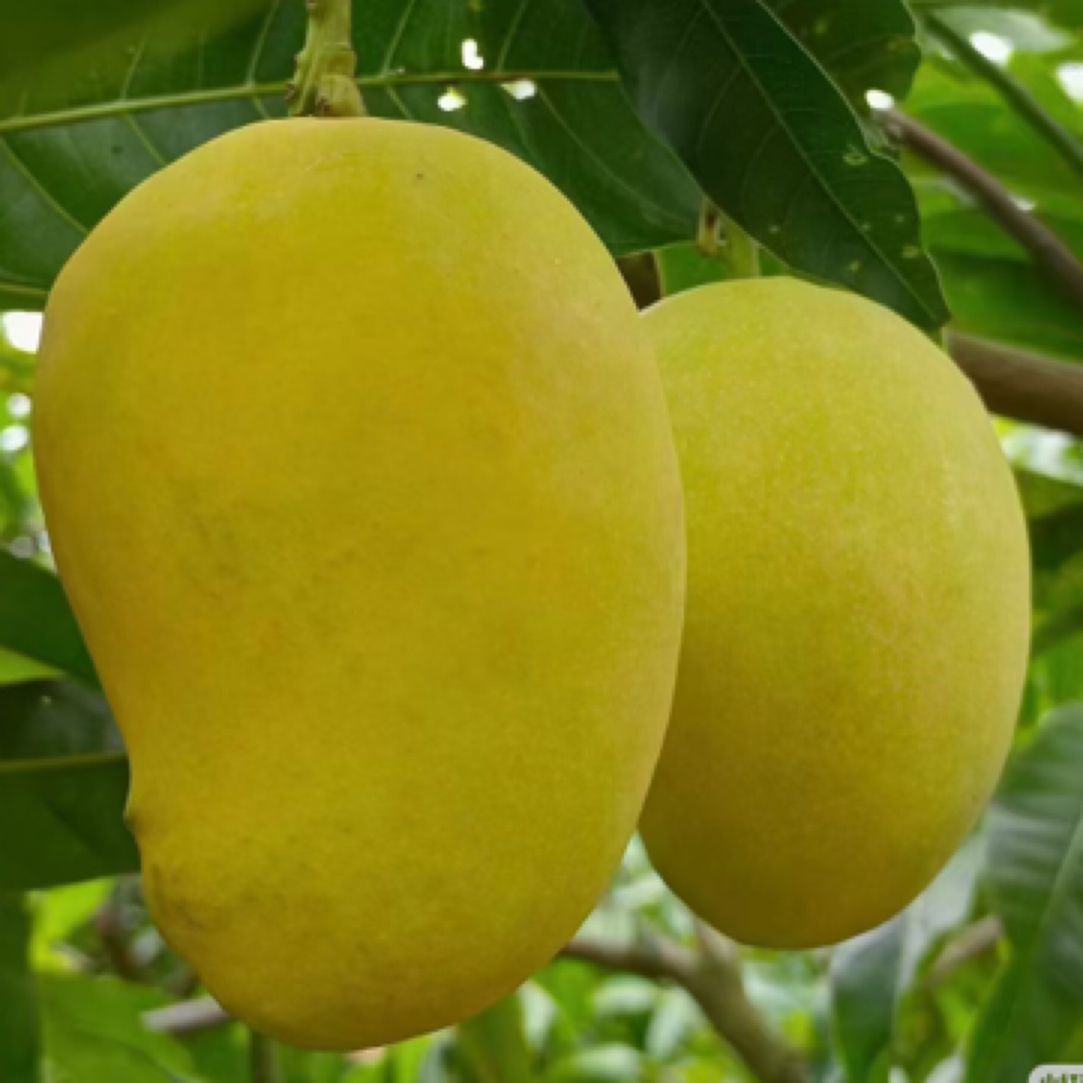 云南圣德龙芒果新现摘果肉厚香浓超甜无丝当季水果礼盒包装