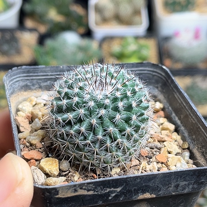 黑刺海豹一颗3.2公分