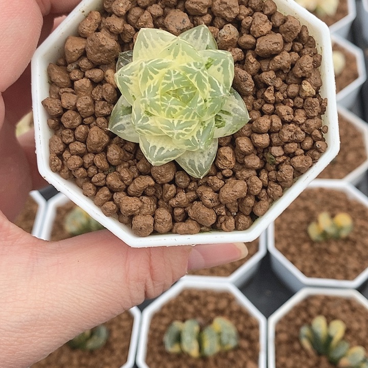 十二卷玉露锦花火锦