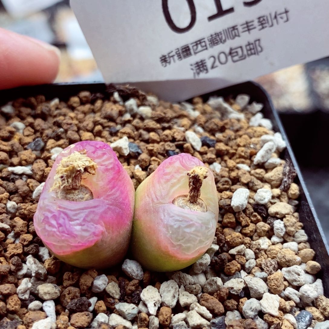 我也是很喜欢这个节目019