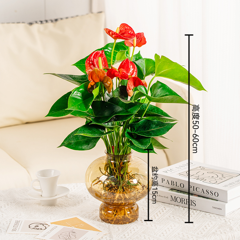 水培红掌室内植物50-60cm高易活绿植开花盆栽好养带肥料配盆