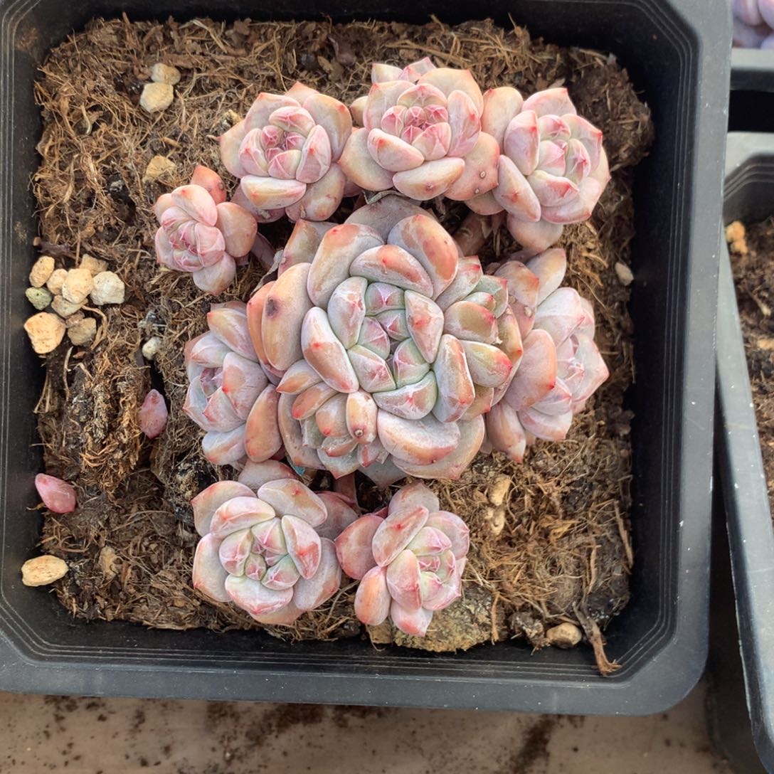 石榴籽无砍花花花花