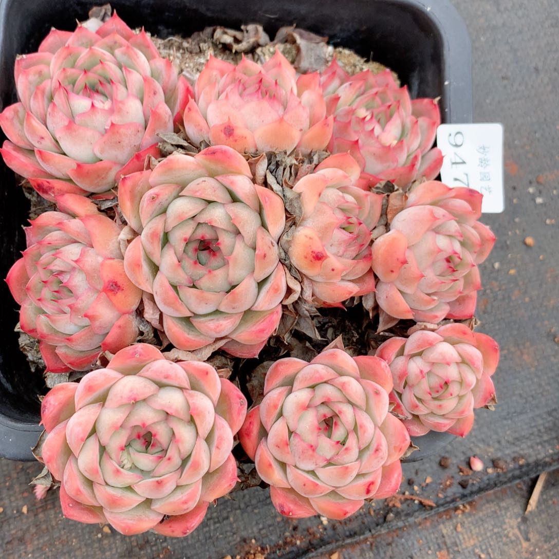 9473新年快乐发发发