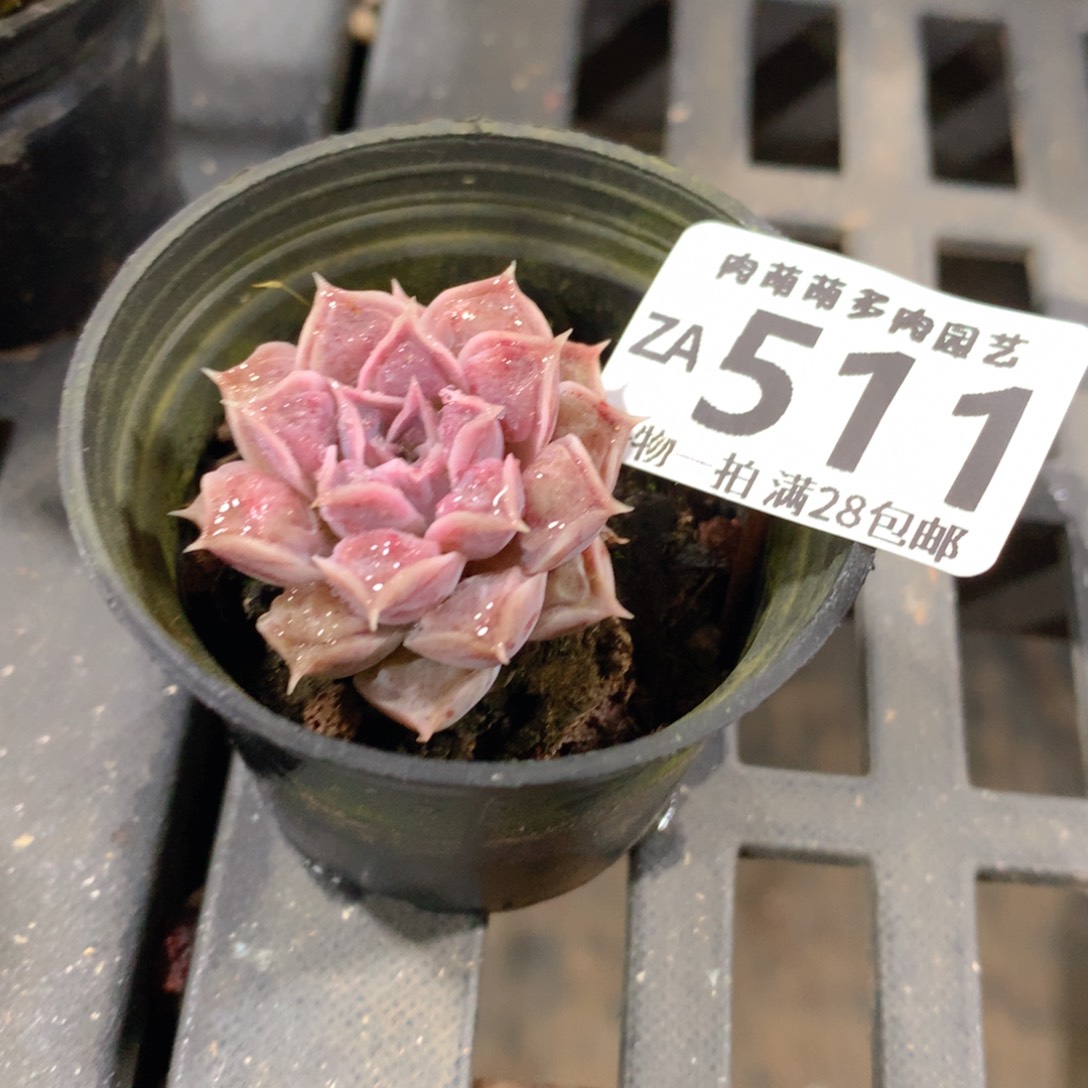 肉萌萌拇指盆精控多肉ZA511