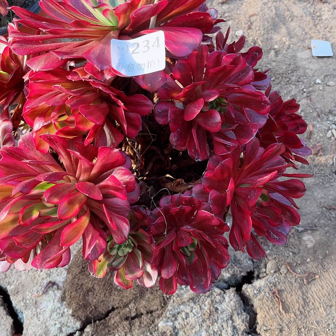 无花朵多肉植物234