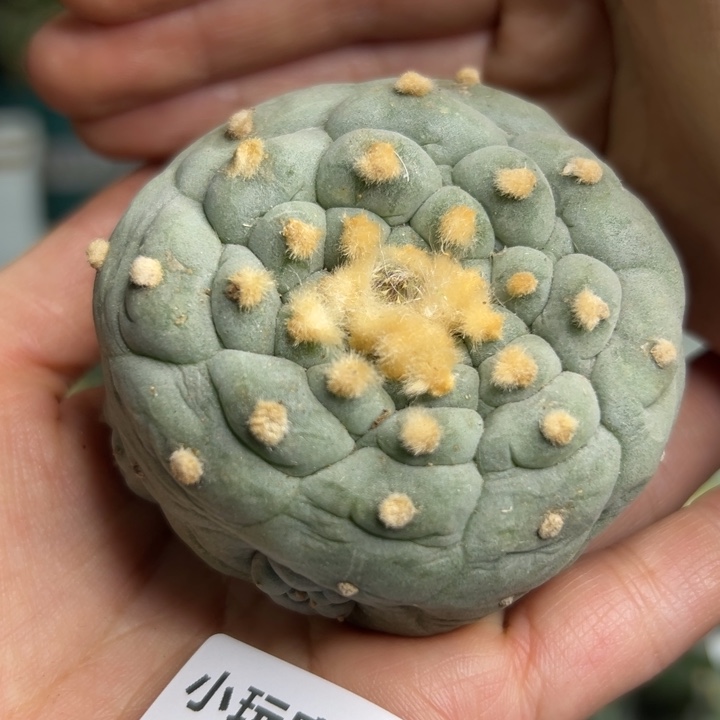 362 无根 仙人球的故事是