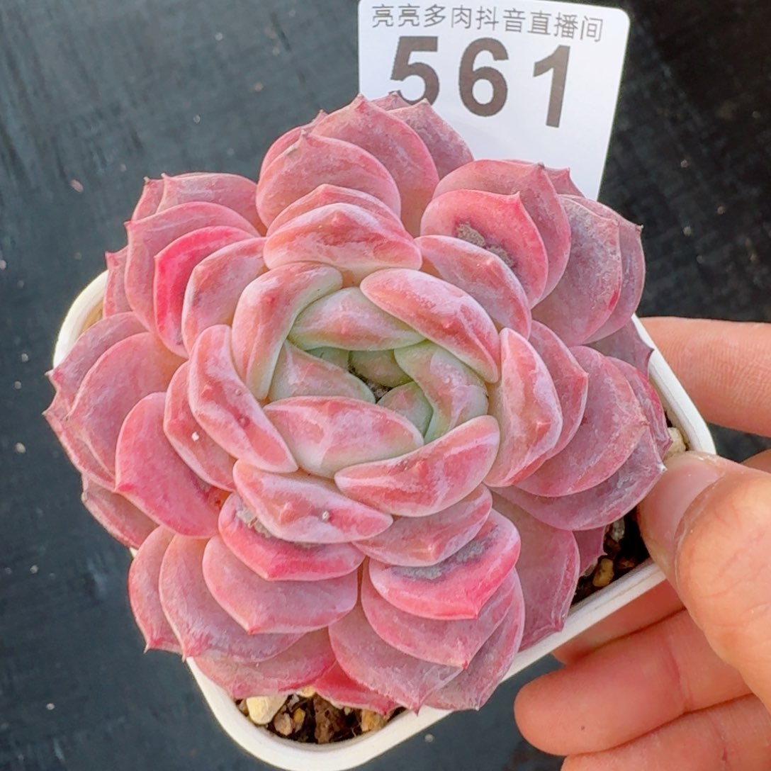 叠叶冰魄         精品多肉