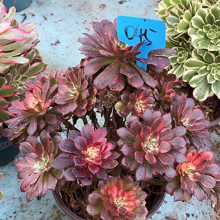 045 一颗yan花法师多肉